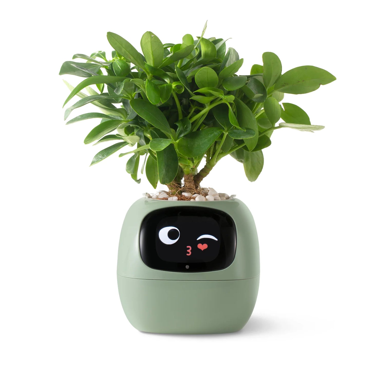 Ivy AI Smart Planter | GrowWithIvyAi