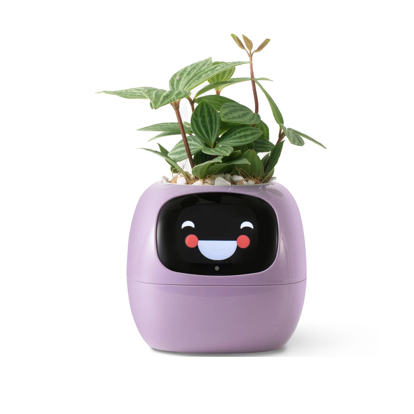 Ivy AI Smart Planter | GrowWithIvyAi